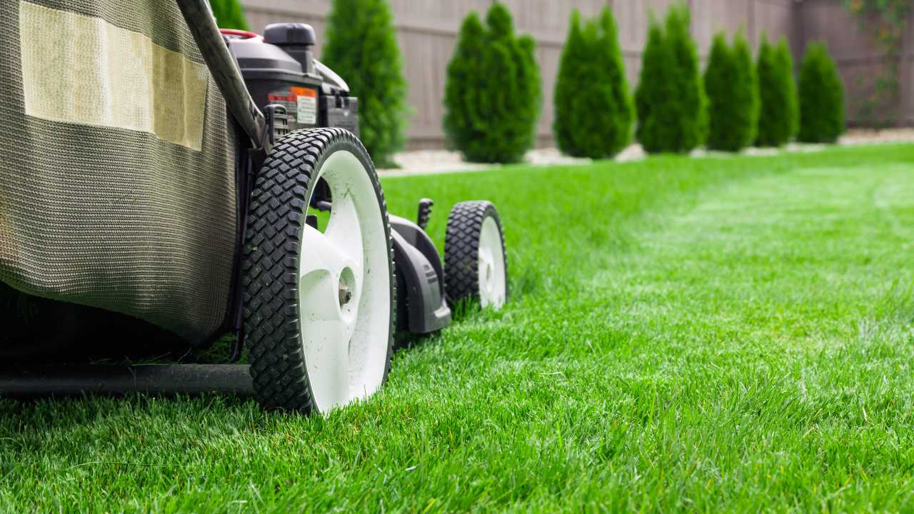 Lawn mower cutting green grass in backyard, mowing lawn